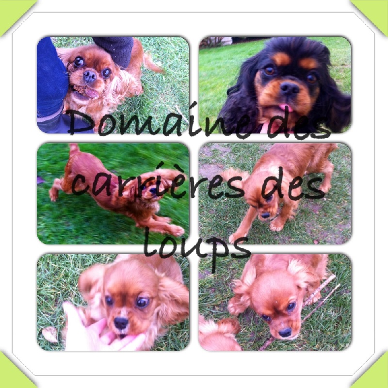 nos chiots